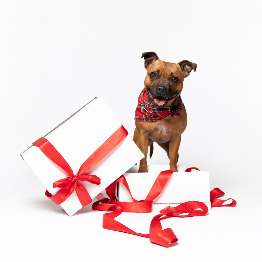 Popularity of Sharing Christmas Joy with Dogs Soars